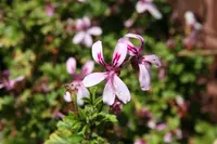 Pelargonium pseudoglutinosum