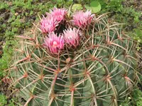 Cactus