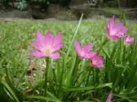 Cuban zephyrlily