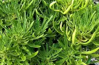 Christmastree plant