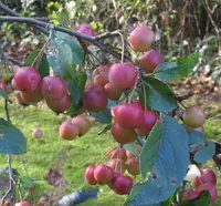 Siberian crab apple