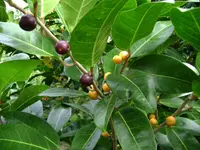 Dye Fig