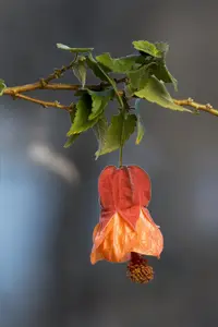 Abutilon x Hybridum Group