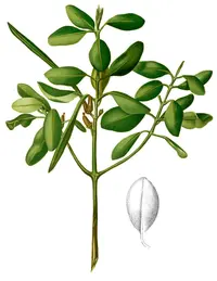 rib-fruited yellow mangrove