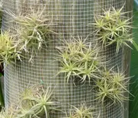 Tillandsia bergeri