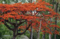Royal poinciana