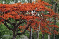 Royal poinciana (Delonix regia) plant