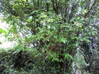 Allophylus edulis