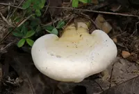 golden reishi
