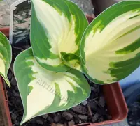 Hosta