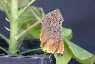 Botrytis Gray Mold
