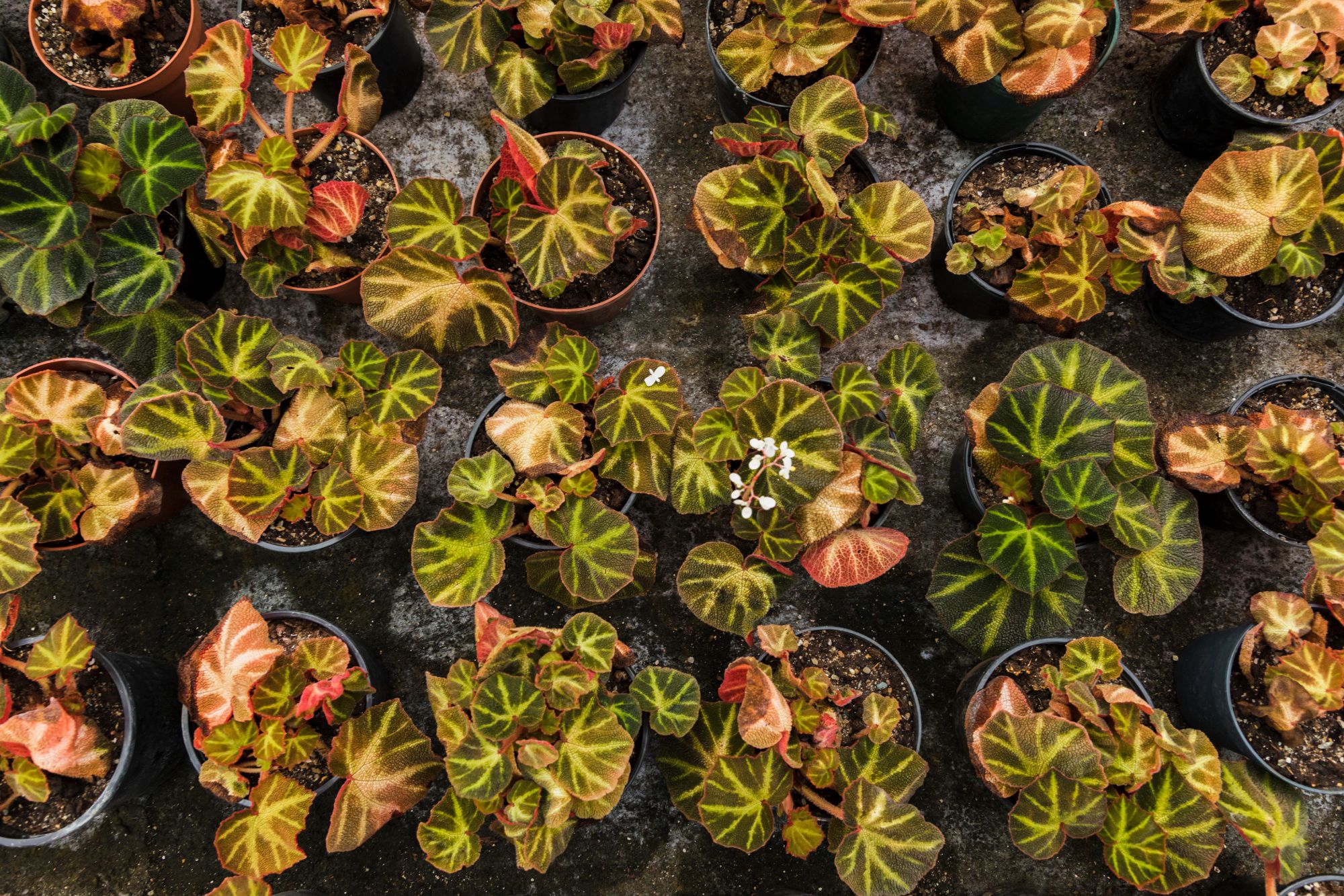 Humidity Methods That Work Best - Group Plants Together