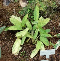 Bamburanta (Ctenanthe lubbersiana) plant