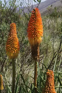 Red hot pokers (Kniphofia uvaria) plant