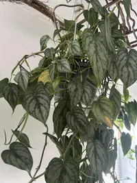 Philodendron brandtianum photo by a Botan App user