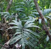 Natal grass cycad