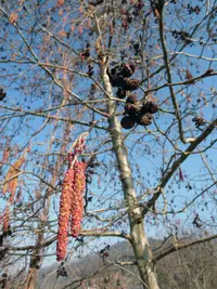Grey Alder