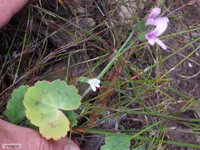 lady’s mantle-leaved pelargonium