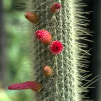 Cleistocactus parviflorus (Cleistocactus parviflorus) plant