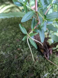 Peperomia olivacea