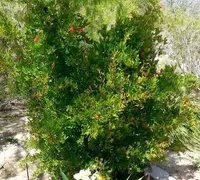 Dwarf Pomegranate (Punica granatum 'Nana') plant
