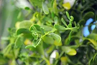 Red-berried Mistletoe