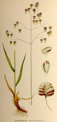 quaking grass
