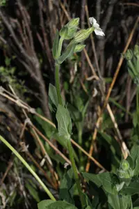 White Campion (Silene latifolia) plant