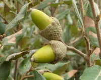 Holm Oak