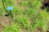 seep muhly