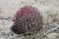 Fire Barrel Cactus