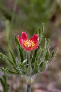 Pacific anemone