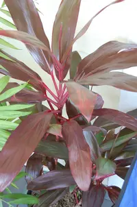 Ti Plant
