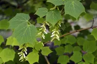 Manchurian Striped Maple
