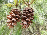 Weeping Pinyon Pine