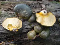 Late Oyster (Sarcomyxa serotina) plant
