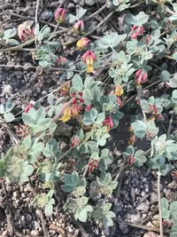 Sierra Lotus (Acmispon decumbens) plant