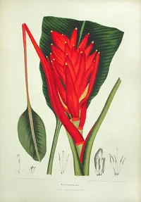 Scarlet Banana