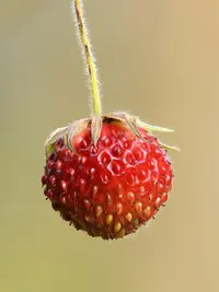Green Strawberry (Fragaria viridis) plant