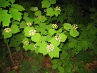 mapleleaf viburnum (Viburnum acerifolium) plant