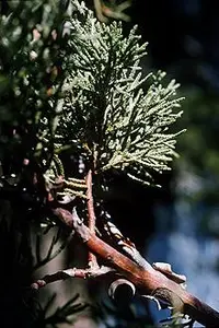 Alligator Juniper