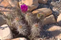 Engelmann's hedgehog cactus
