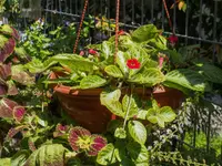 Episcia cupreata in the pot