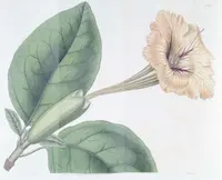 Solandra guttata