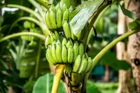 Japanese banana
