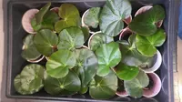 Beefsteak Begonia