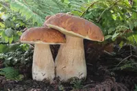 Cep