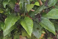 Tacca chantrieri