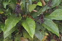 Tacca chantrieri