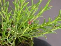 redblotch tufted orchid